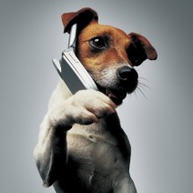 Dog_on_Phone.jpg